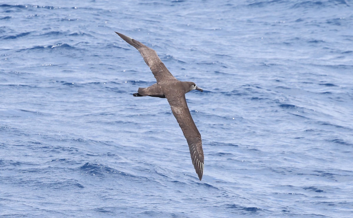 Black-footed Albatross - ML617711602