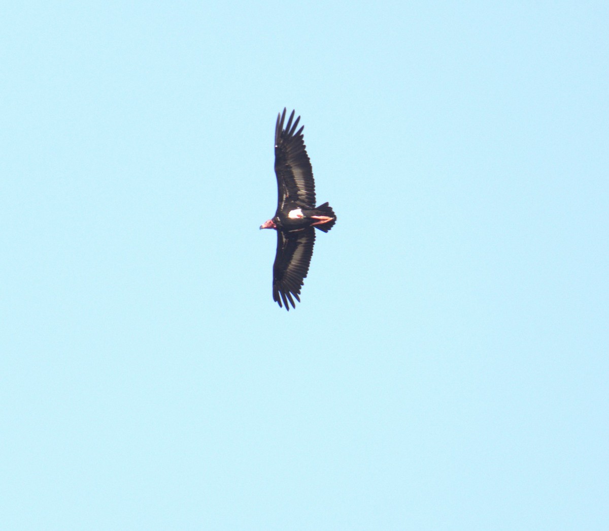 Red-headed Vulture - ML617711652