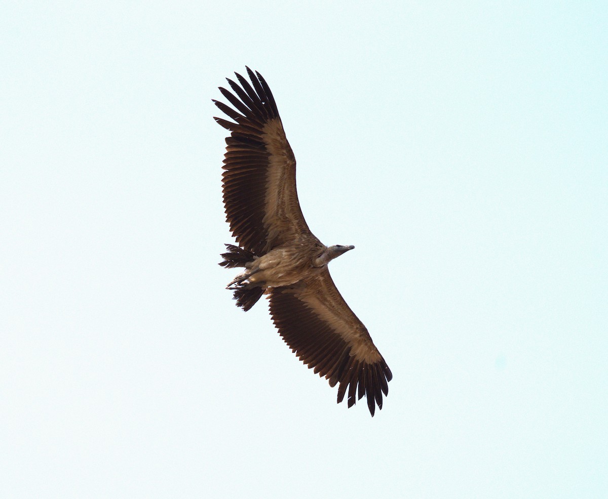 Indian Vulture - AJAY ARNOLD