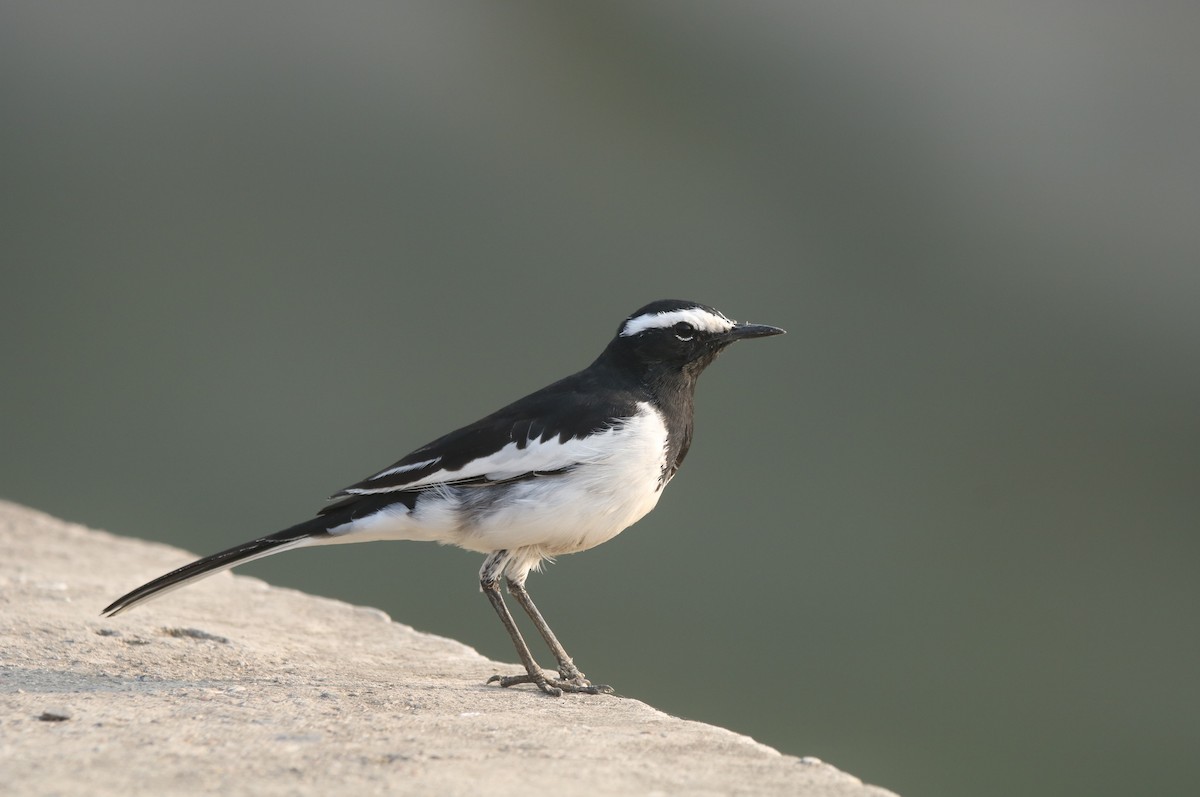 White-browed Wagtail - ML617711664
