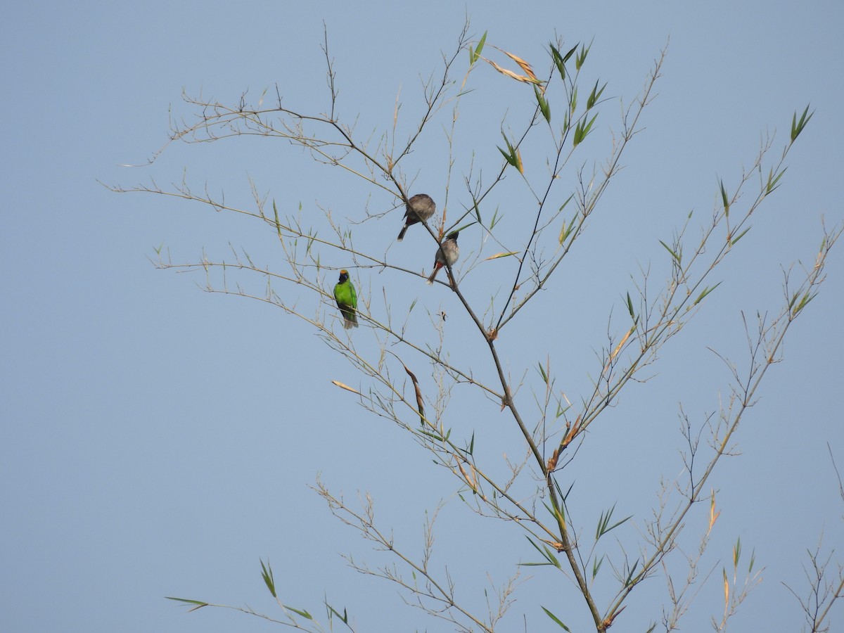 Golden-fronted Leafbird - Naveen Kumar S