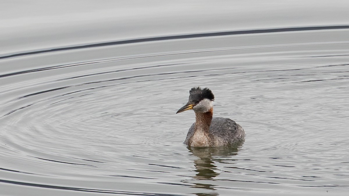 Red-necked Grebe - ML617711744