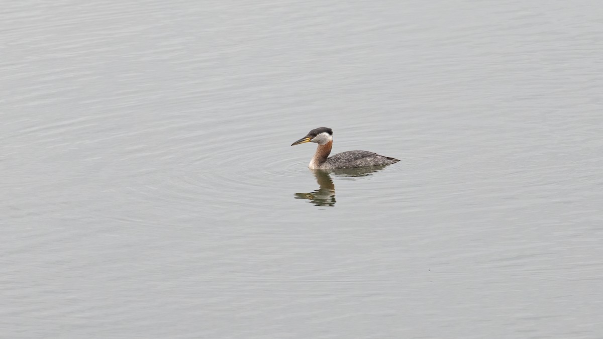 Red-necked Grebe - ML617711746