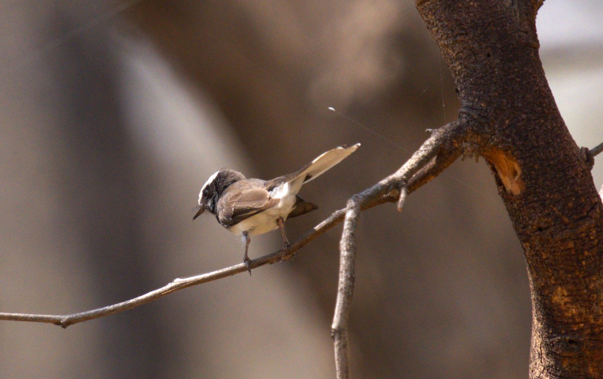 White-browed Fantail - ML617711752