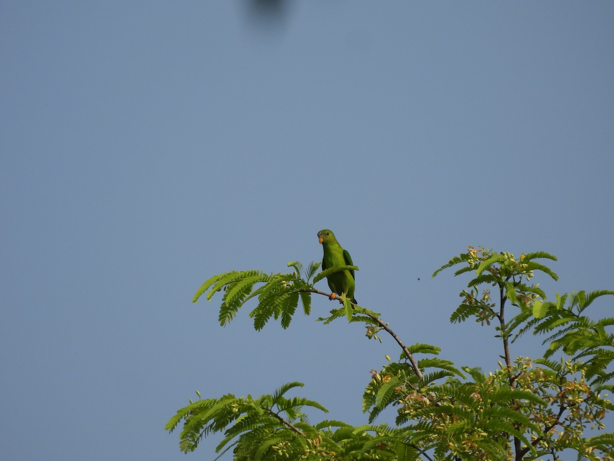 Vernal Hanging-Parrot - Naveen Kumar S