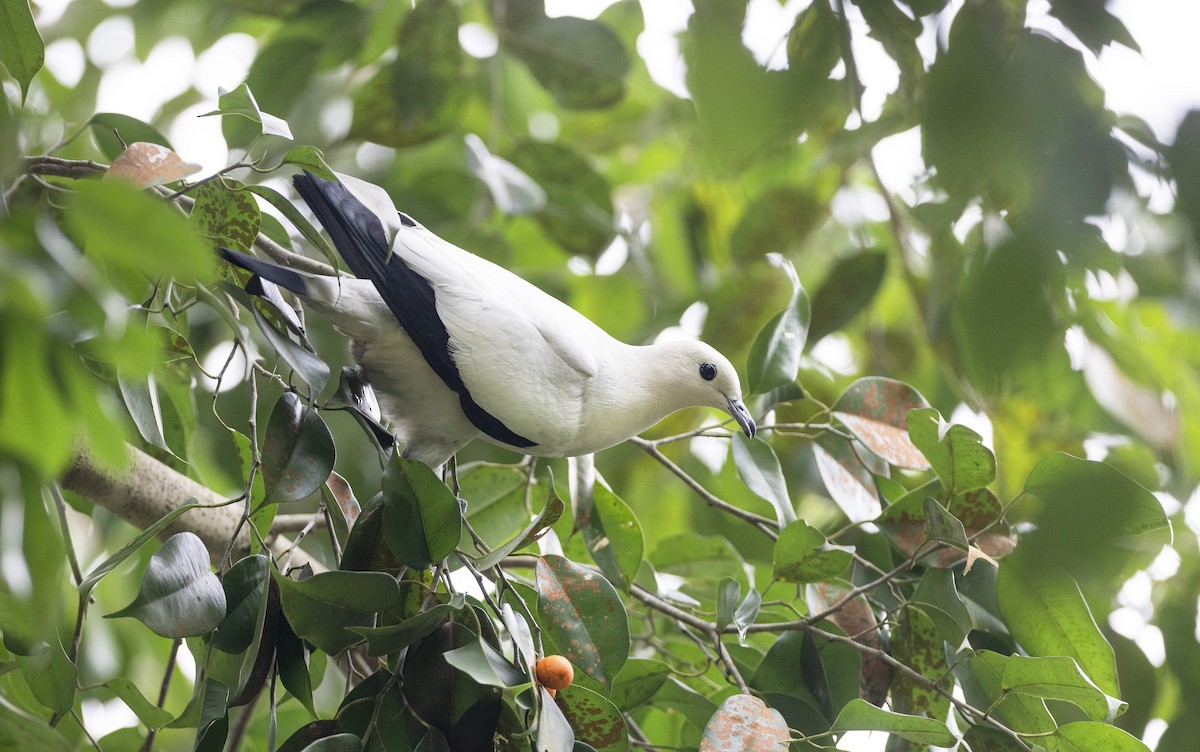 Pied Imperial-Pigeon - ML617711775