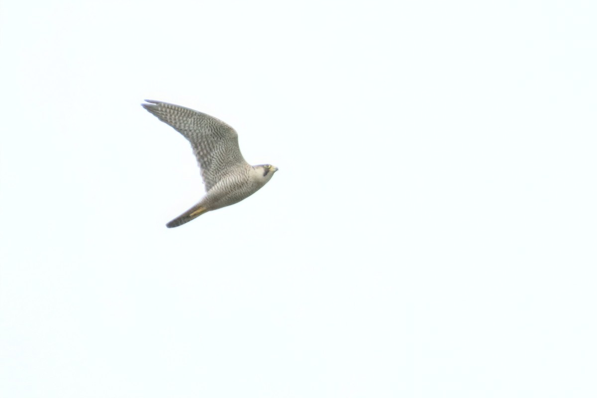 Peregrine Falcon (Tundra) - ML617711983