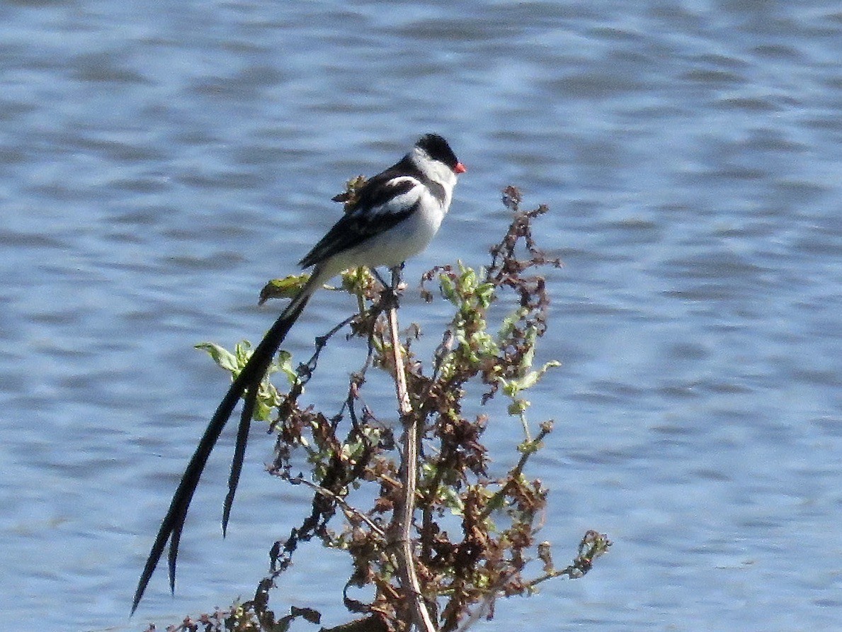 Pin-tailed Whydah - ML617711991