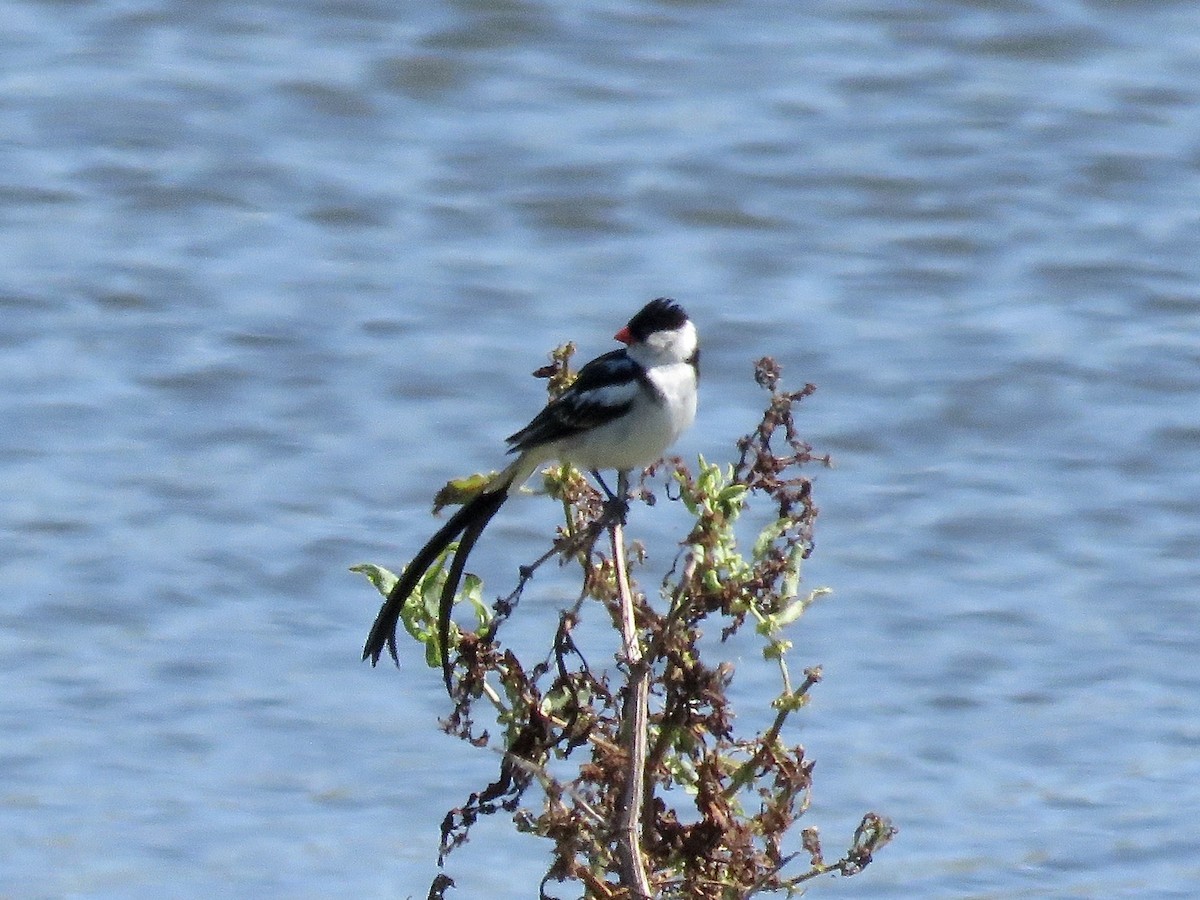 Pin-tailed Whydah - ML617711996