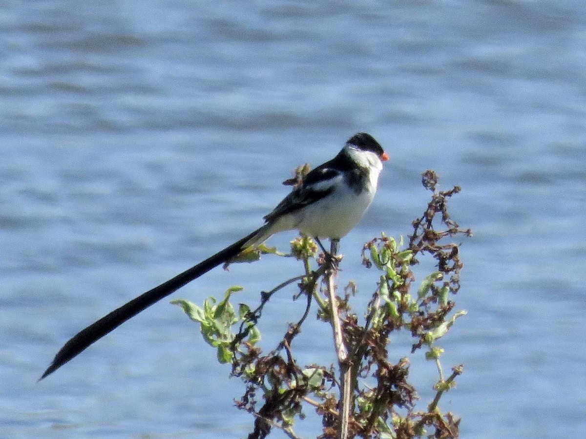 Pin-tailed Whydah - ML617711999