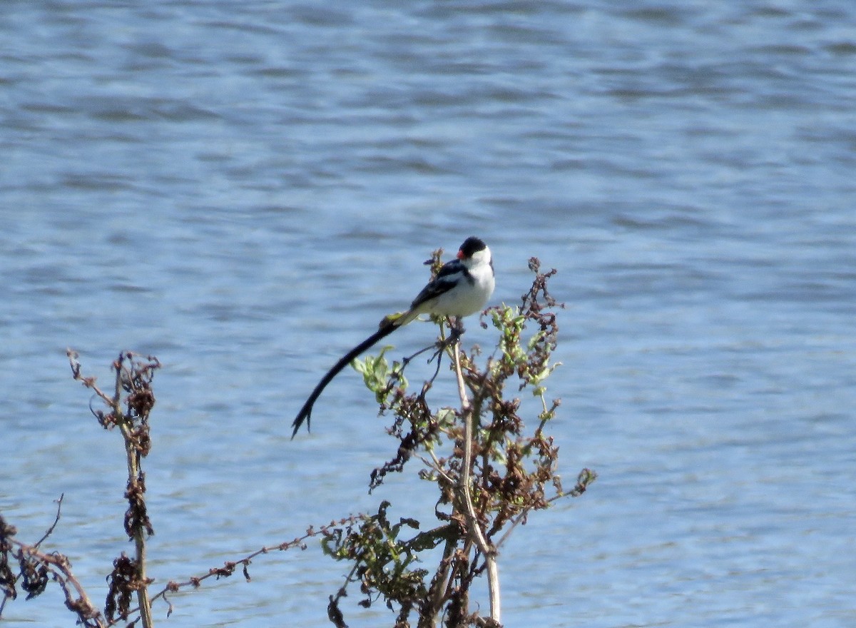 Pin-tailed Whydah - ML617712004