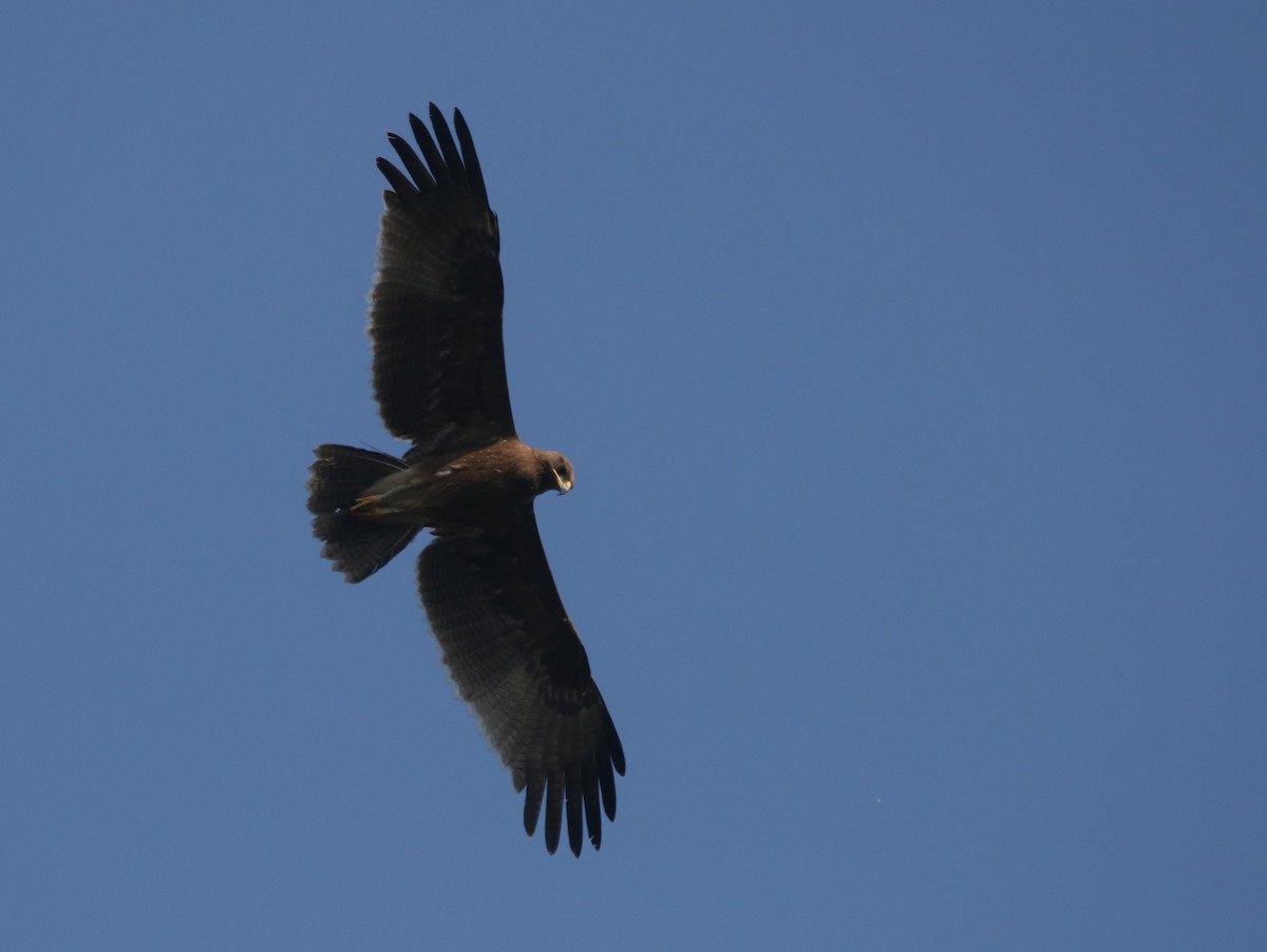 Indian Spotted Eagle - Vyom Vyas