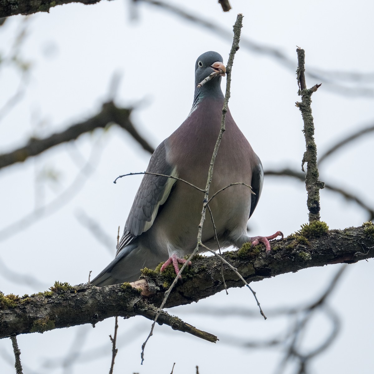 Common Wood-Pigeon - ML617712081