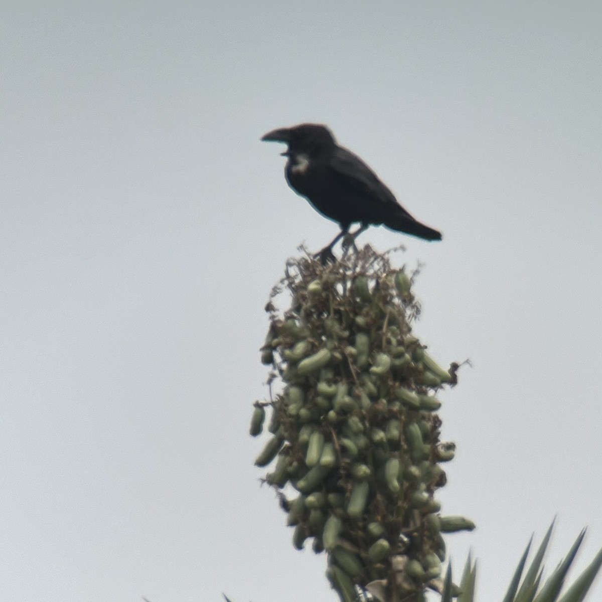 Chihuahuan Raven - ML617712161