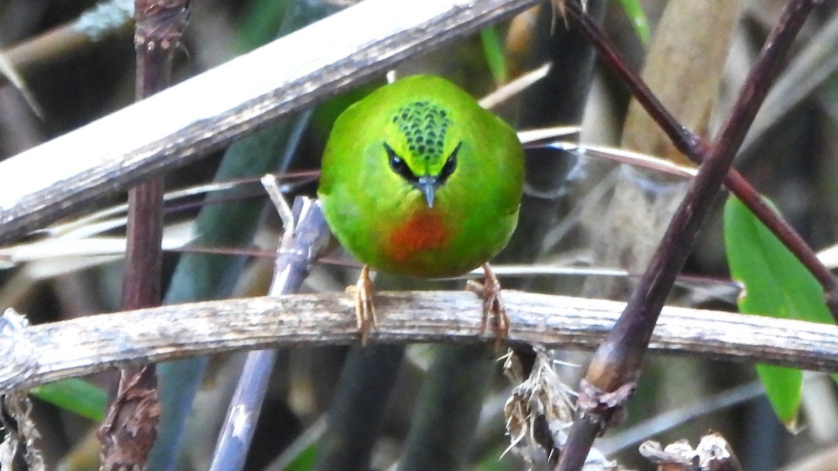 Fire-tailed Myzornis - ML617712228