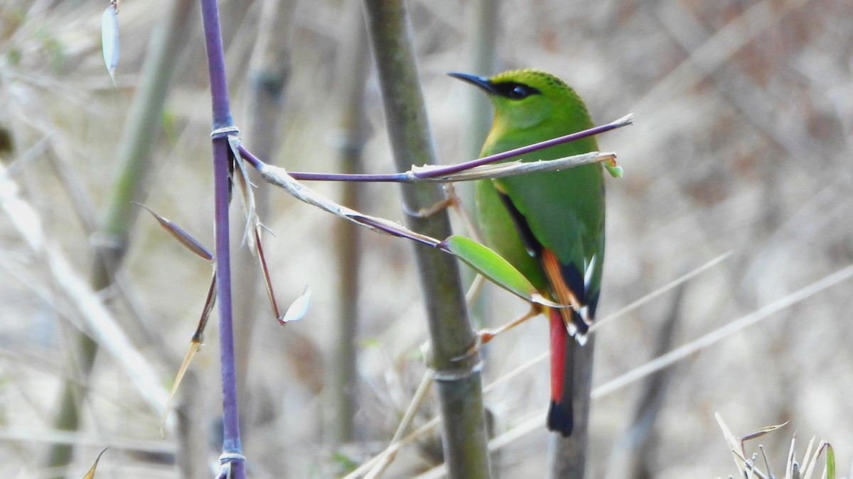 Fire-tailed Myzornis - ML617712230