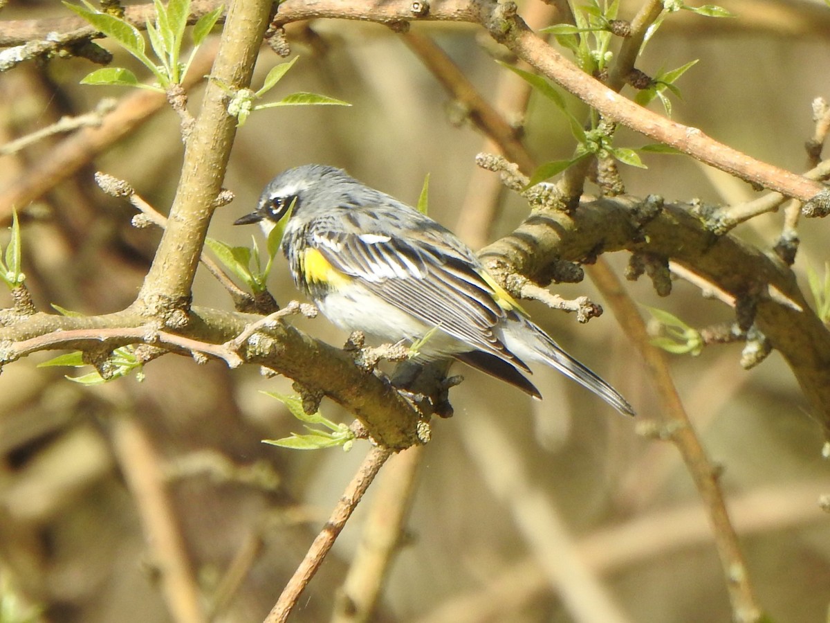 Yellow-rumped Warbler (Myrtle) - Bill Stanley