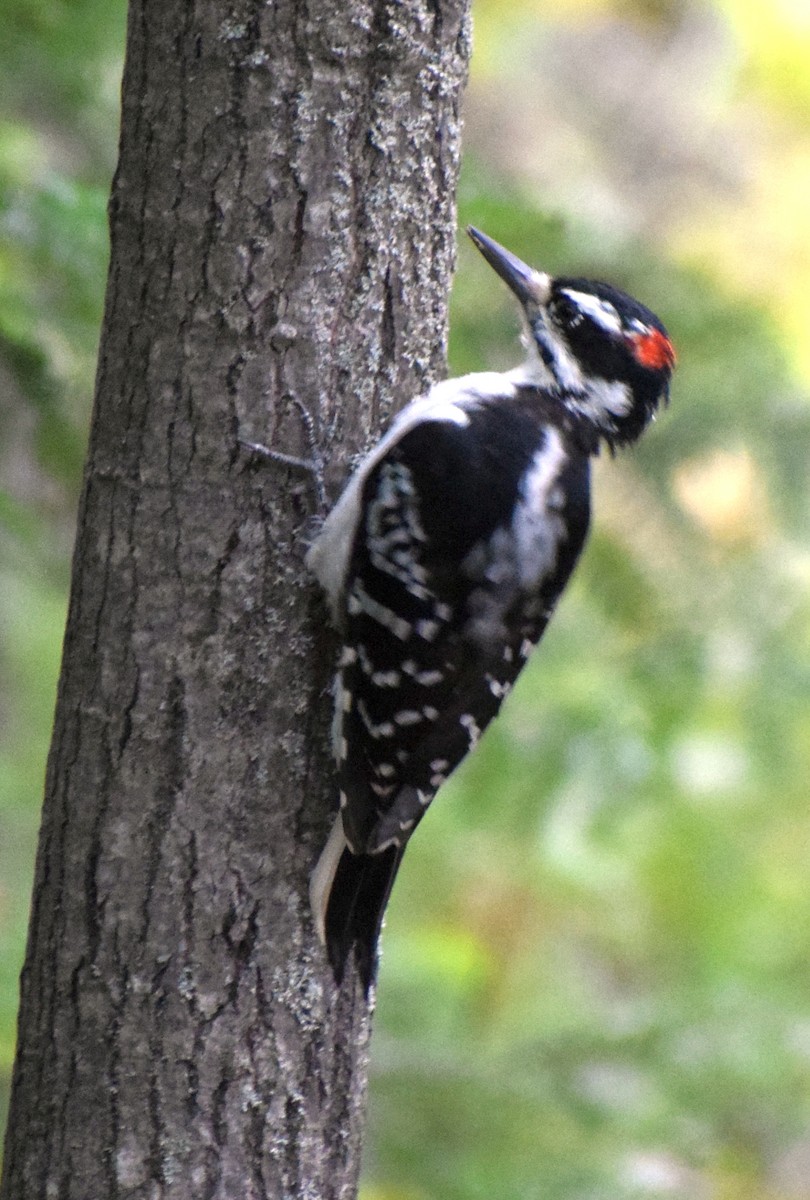 Hairy Woodpecker - Richard Buist
