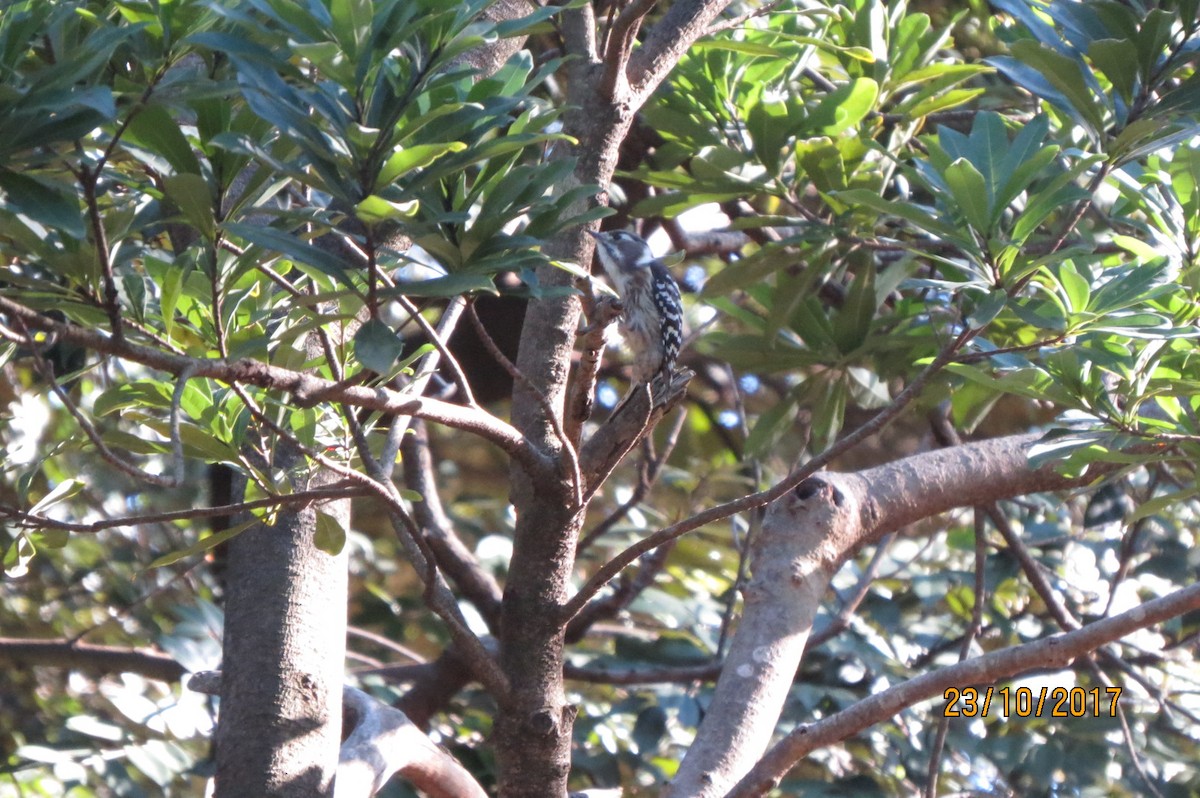 Japanese Pygmy Woodpecker - ML617712463
