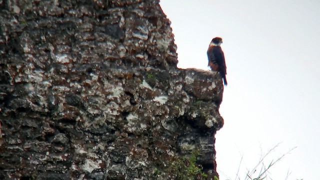 Orange-breasted Falcon - ML617712488