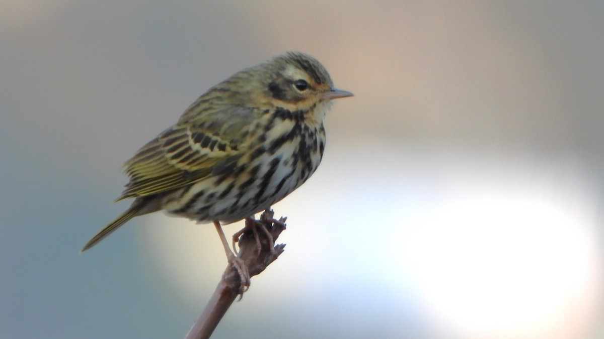 Olive-backed Pipit - ML617712513