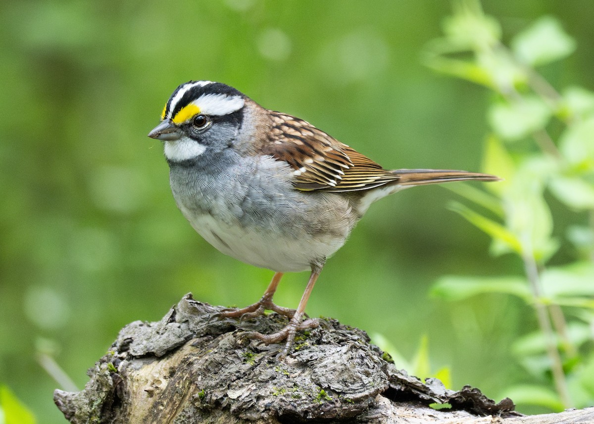 White-throated Sparrow - Patrick Van Thull