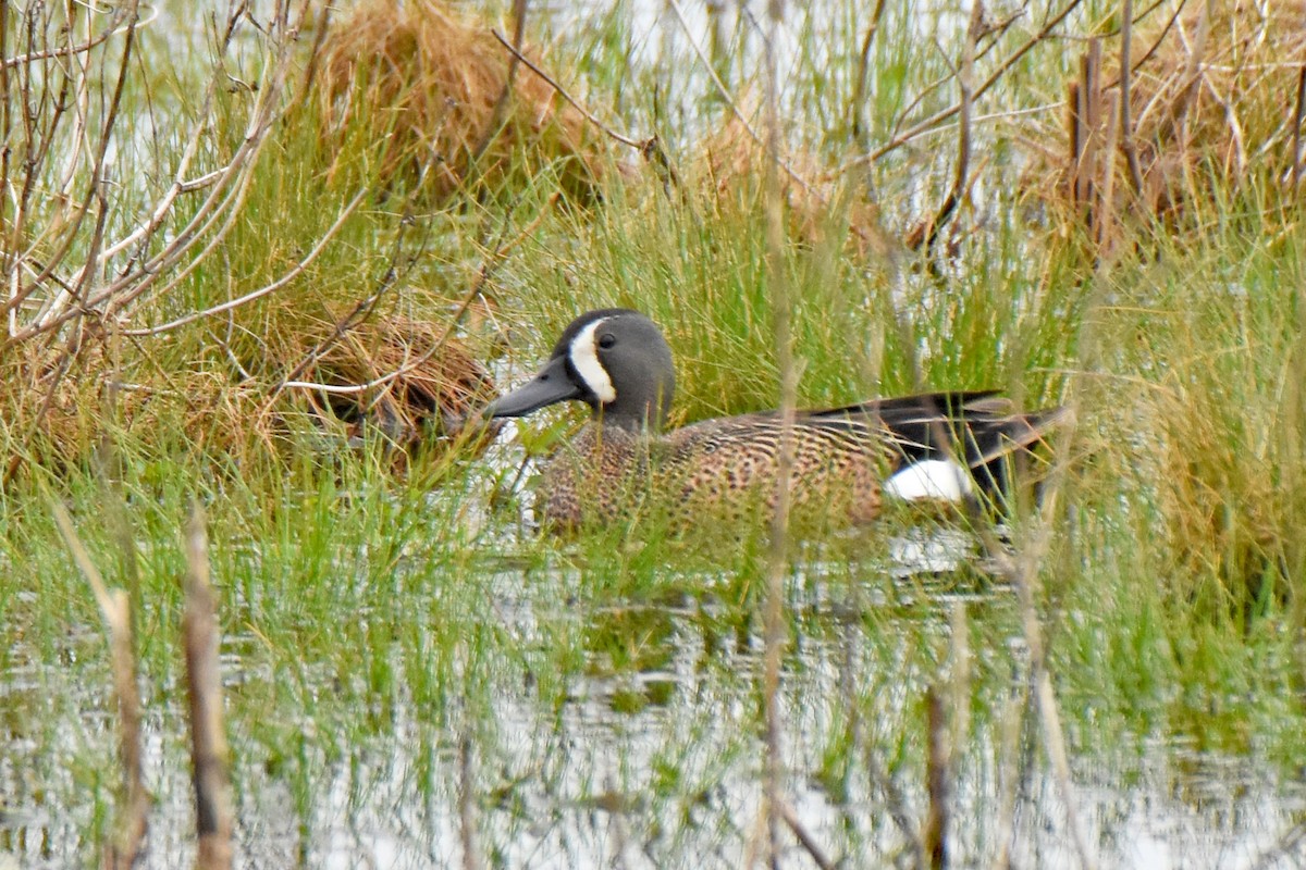 Blue-winged Teal - ML617712549