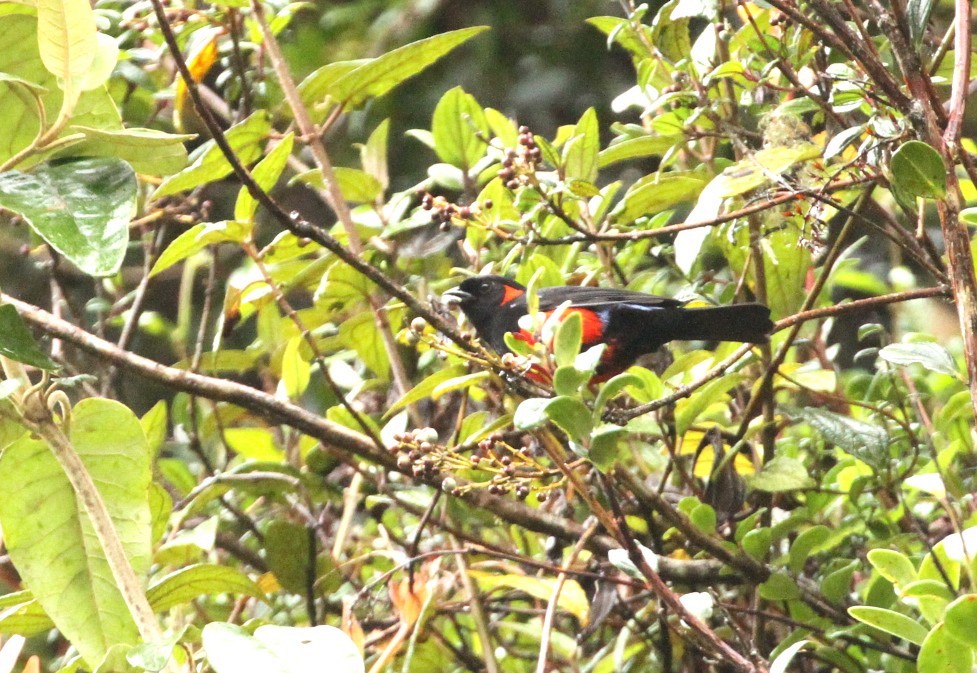 Scarlet-bellied Mountain Tanager - ML617712562