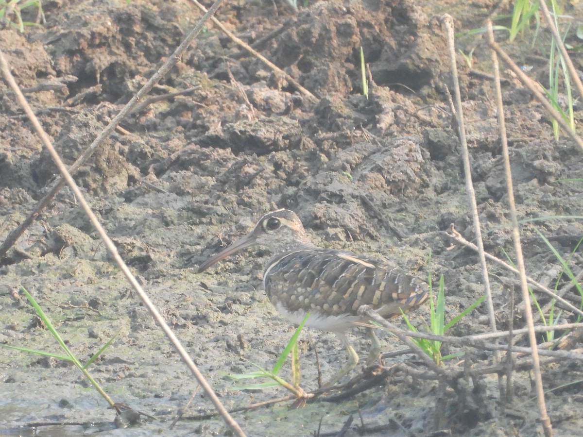 Greater Painted-Snipe - ML617712578