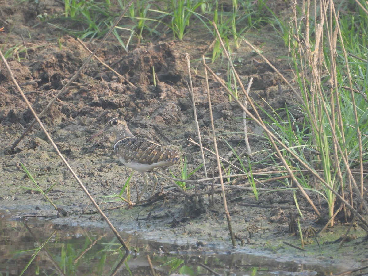 Greater Painted-Snipe - ML617712579