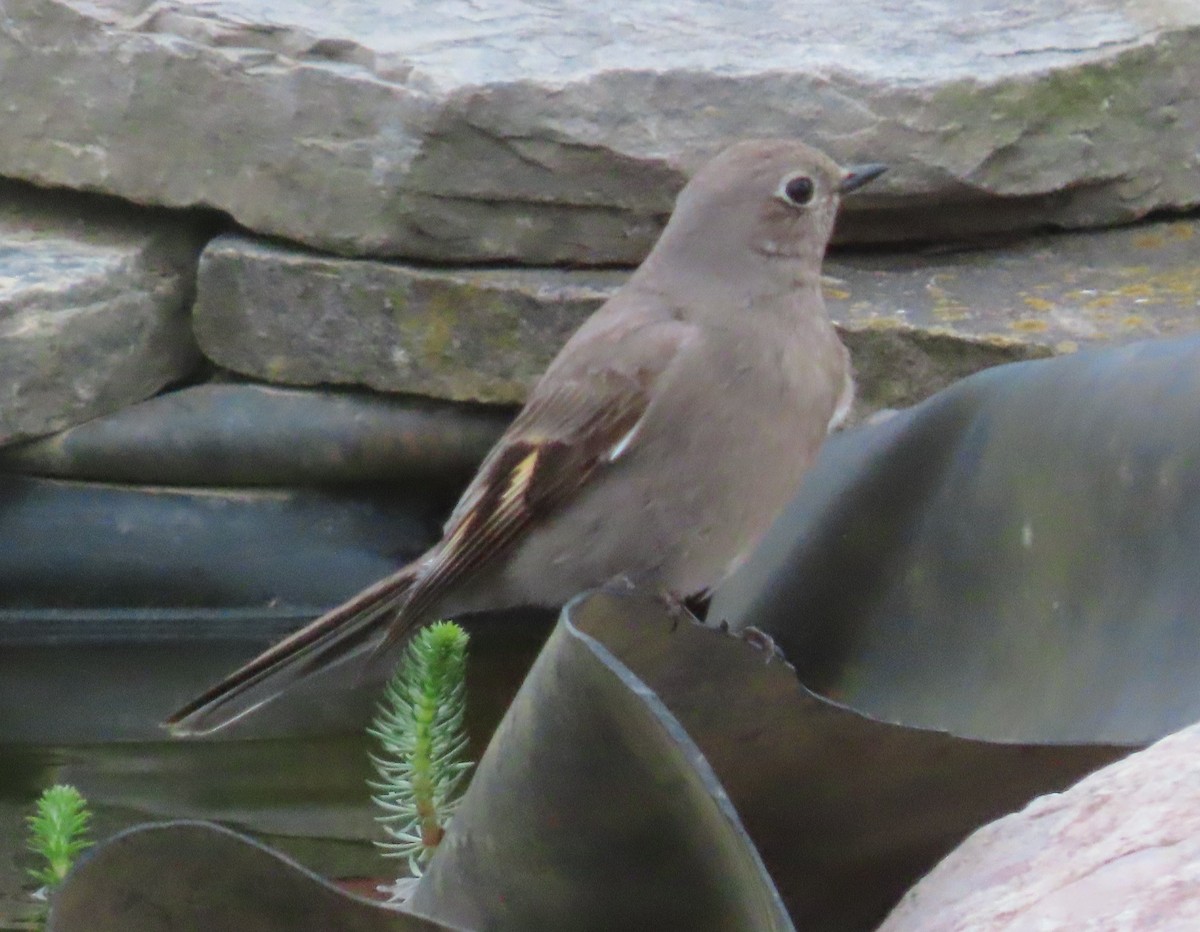 Townsend's Solitaire - ML617712597