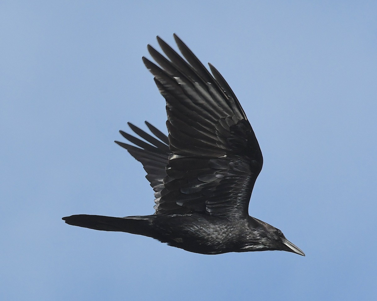 Common Raven - ML617712656