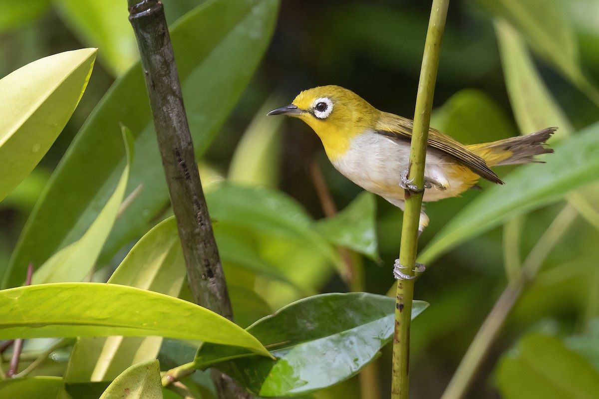 Media Search - Macaulay Library and eBird