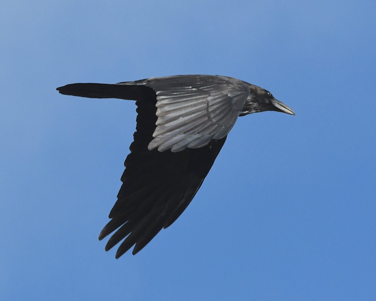 Common Raven - ML617712689