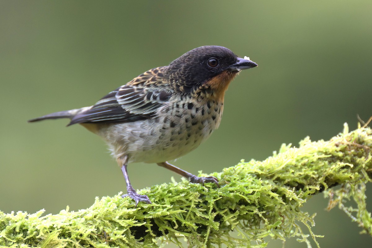 Rufous-throated Tanager - Guy Lafond