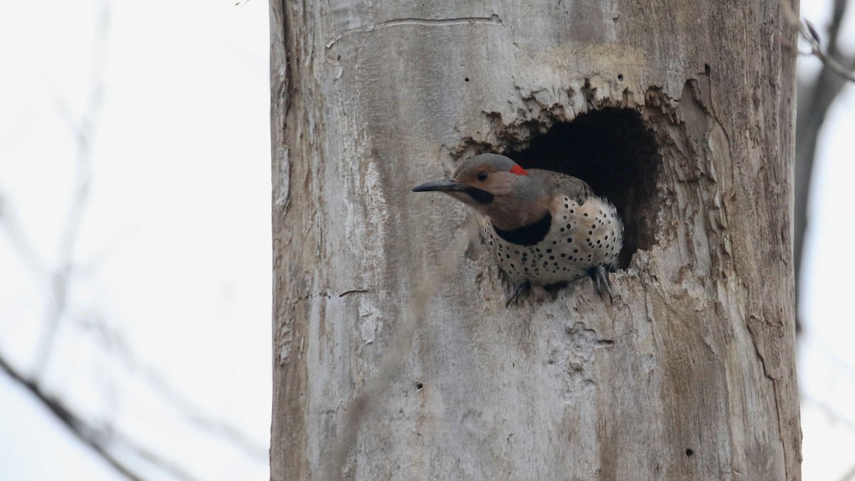 Northern Flicker (Yellow-shafted) - ML617712787