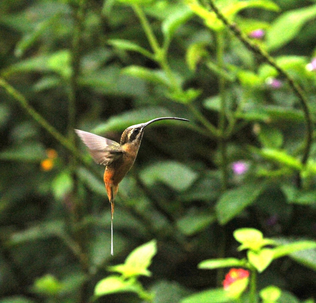 Ржавчатый колибри-отшельник - ML617712797