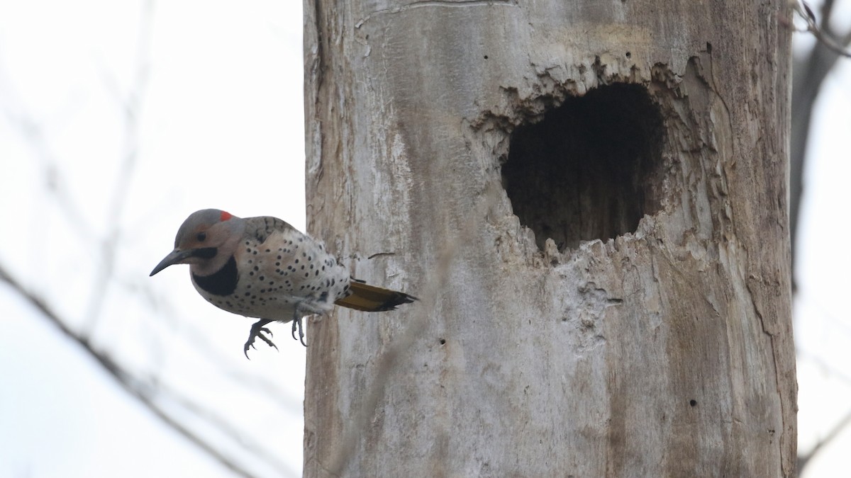 Northern Flicker (Yellow-shafted) - ML617712798