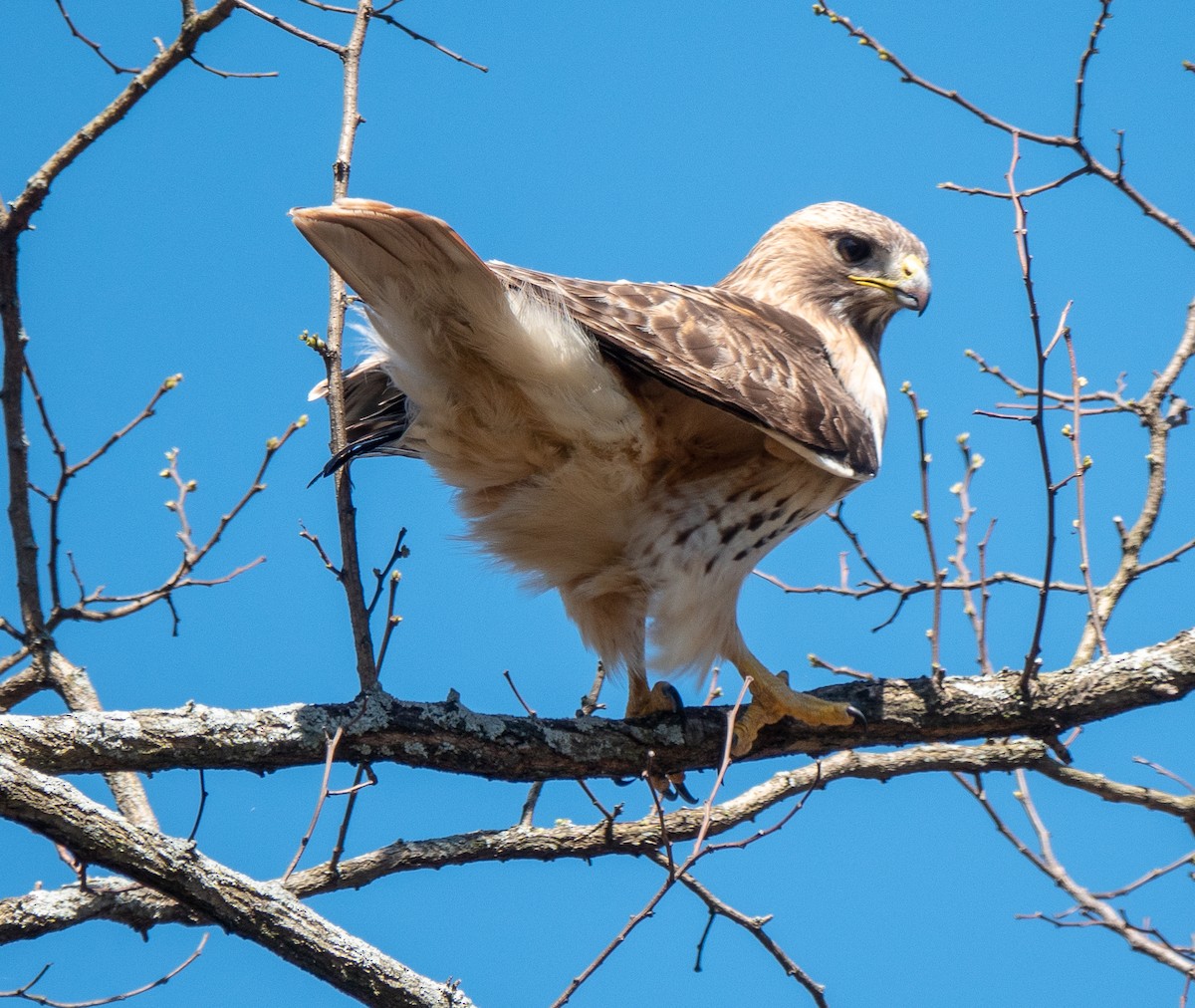 Red-tailed Hawk - ML617712801