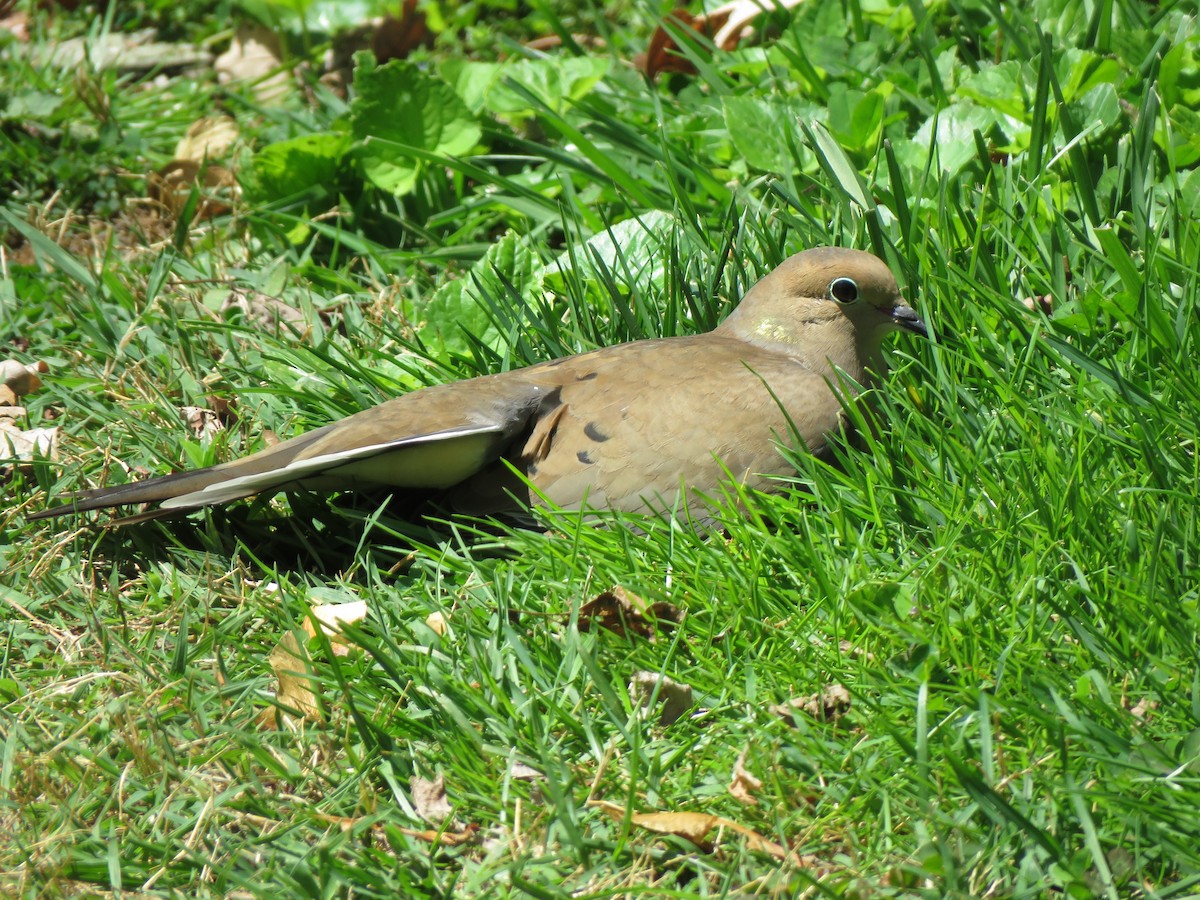 Mourning Dove - James Nelson