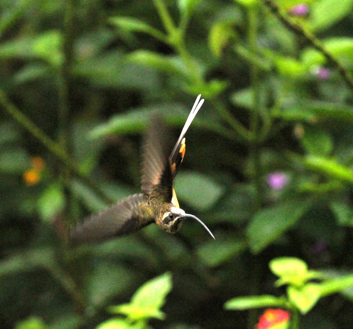 Ржавчатый колибри-отшельник - ML617712810