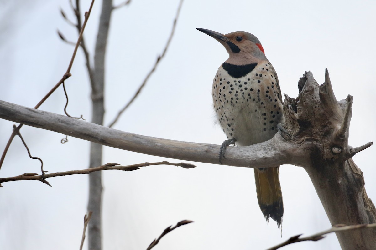 Northern Flicker (Yellow-shafted) - ML617712812