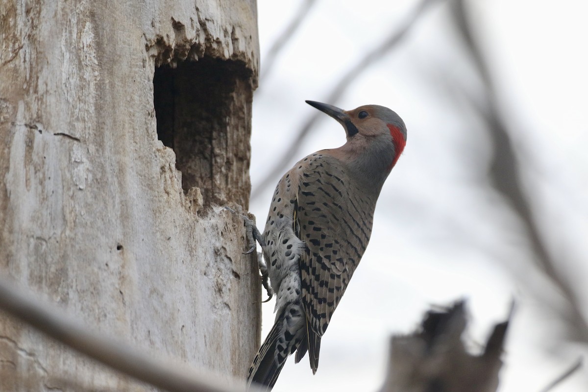 Northern Flicker (Yellow-shafted) - ML617712816