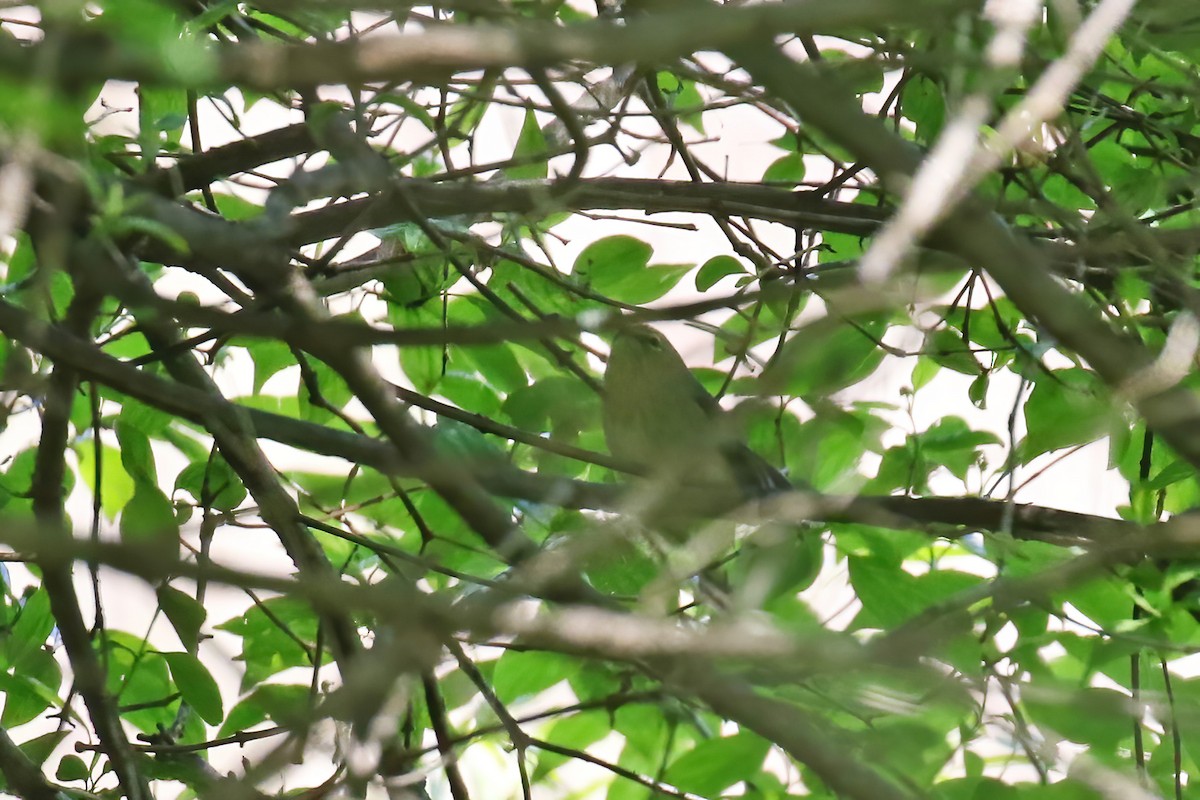 Orange-crowned Warbler - David Lang