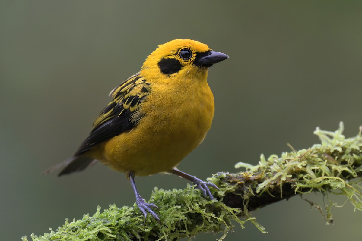 Golden Tanager - Guy Lafond