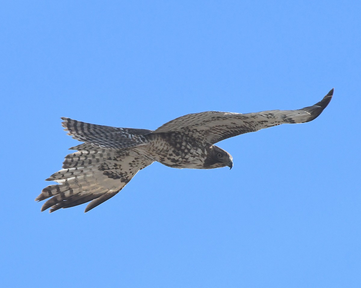 Red-tailed Hawk - ML617712925
