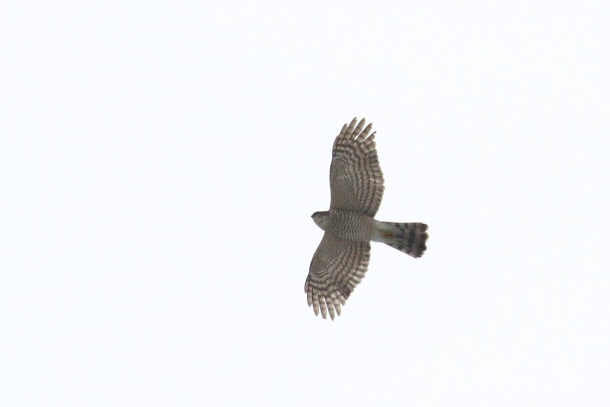 Eurasian Sparrowhawk - ML617712953