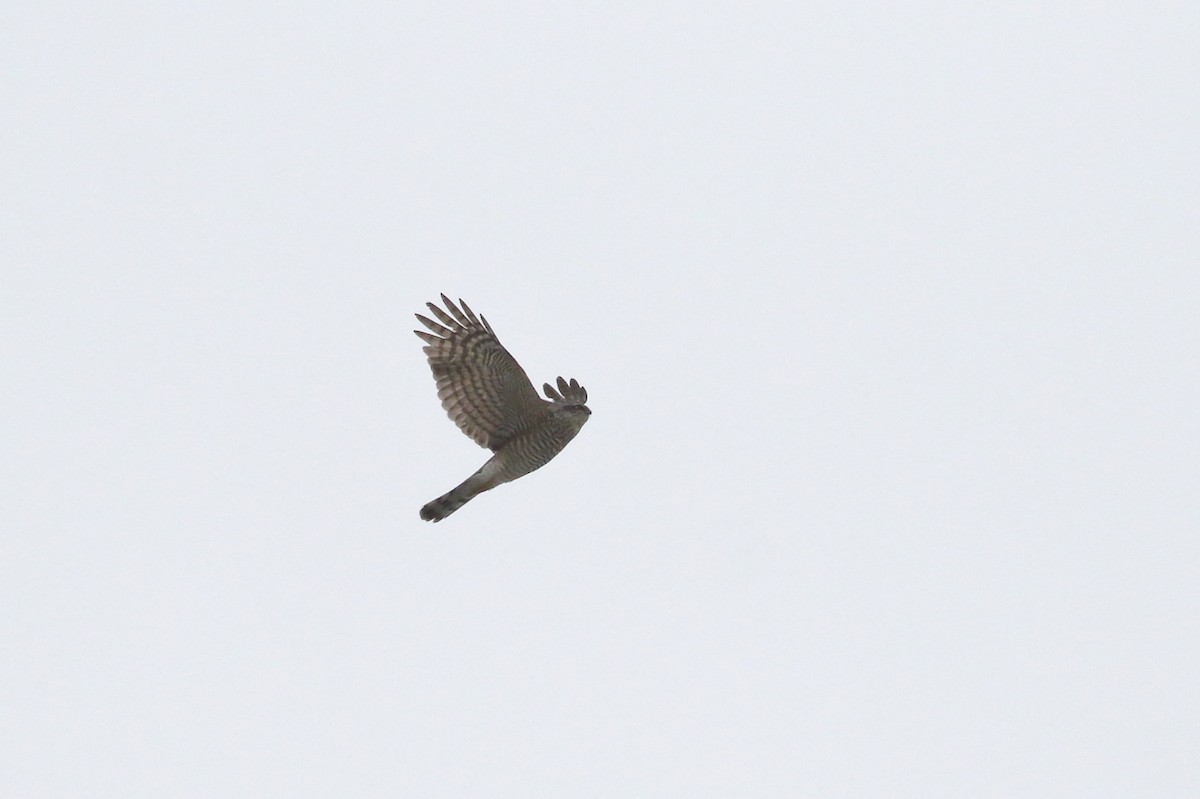Eurasian Sparrowhawk - ML617712954