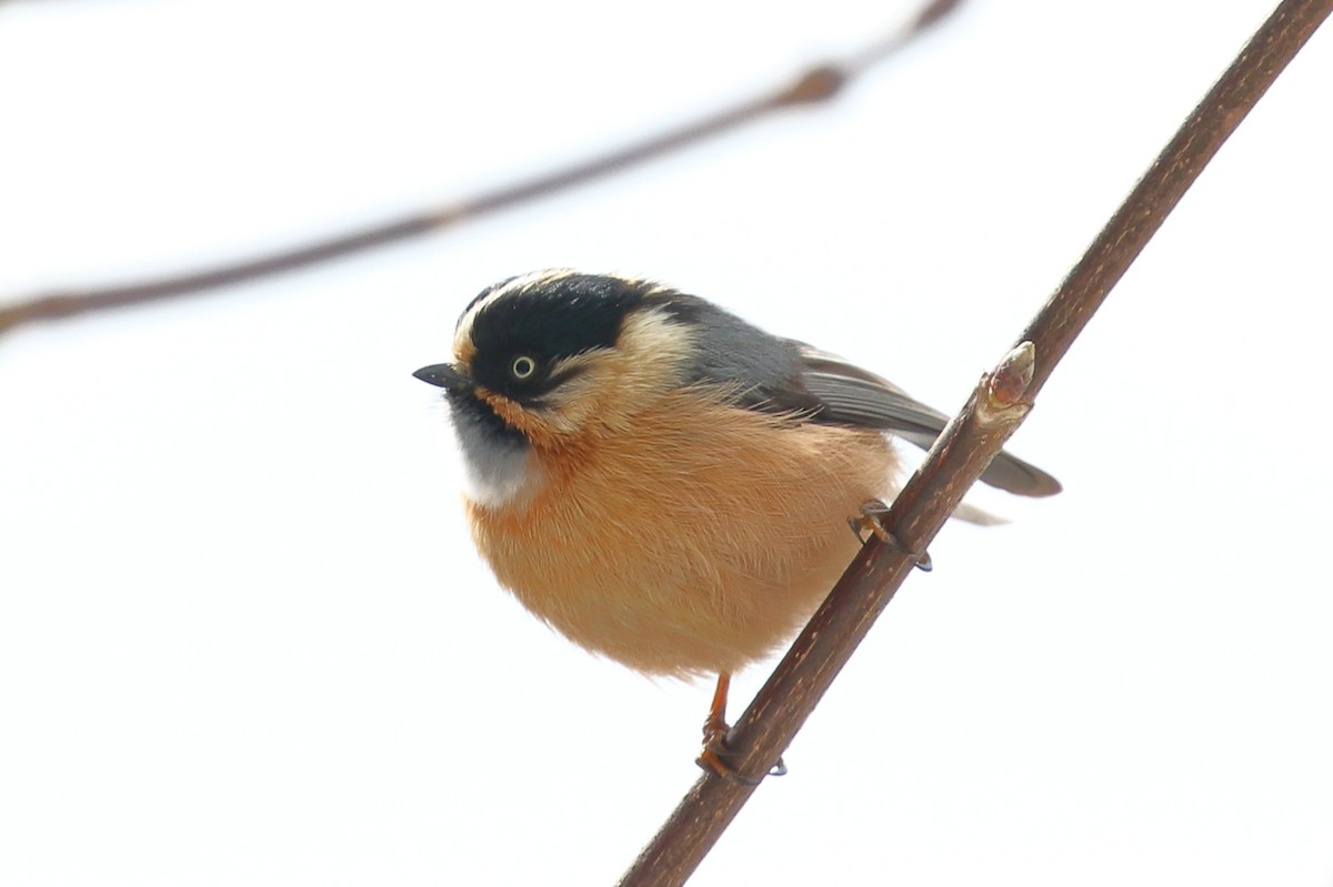 Black-browed Tit (Rufous-fronted) - ML617712981