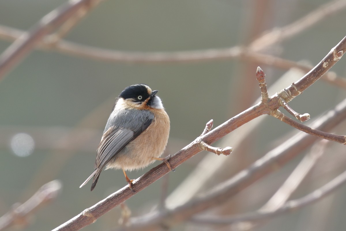 Black-browed Tit (Rufous-fronted) - ML617712982